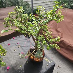 Lucky Bonsai
