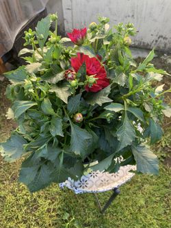 Outdoor dahlias 