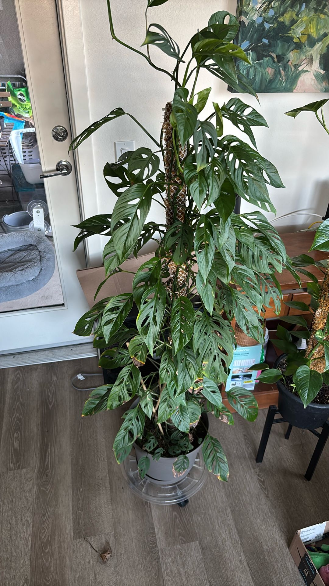 Monstera Swiss Cheese Plant 4ft Tall