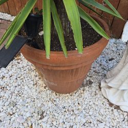 Palm Tree In Italian? Stone. Flower pot