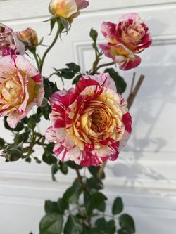Rose Bush Plant, In 5 Gallóns Pot Pick Up Only