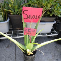 Sabila