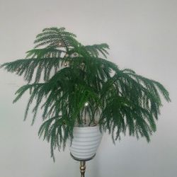 Beautiful European Pine Tree - Year Long