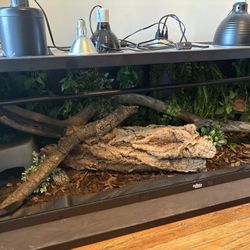 Terrarium And Kaa 