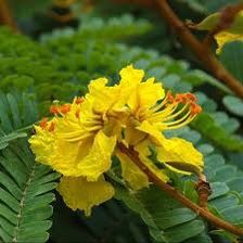 Royal Poinciana Heirloom Seeds