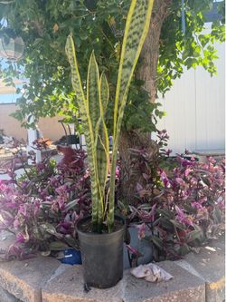 Snake plant golden edge