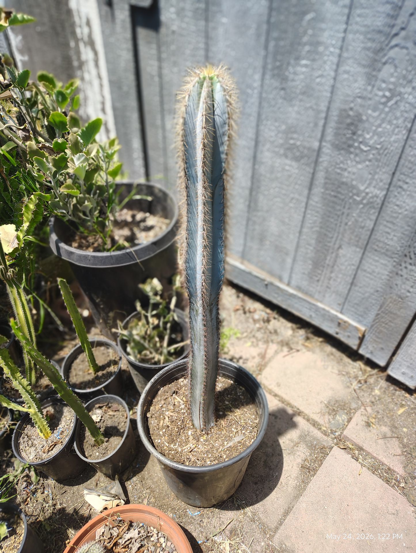 Blue torch cactus plant