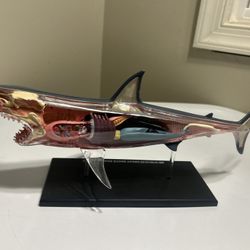 Great White Shark Anatomical Snap Together Kit 4D Puzzle Anatomy Toy Creature
