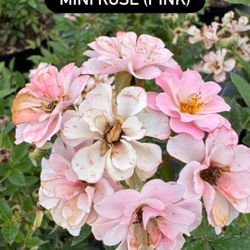 🌸 Mini Rose (Pink)