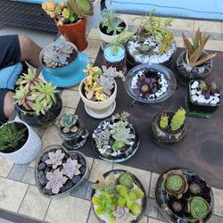 Succulent Arrangements 