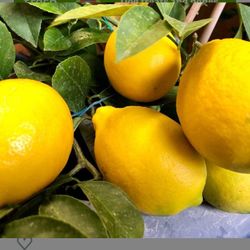 Improved Meyer Lemon Fully Grown Plant In 2 Gallon Pot