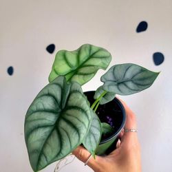 Alocasia Plant Set  X3 Alocasia 4"