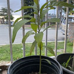 Avocado plant