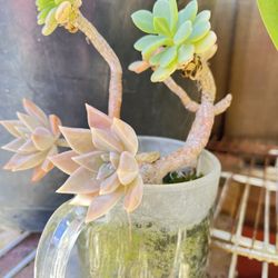 succulent plant 