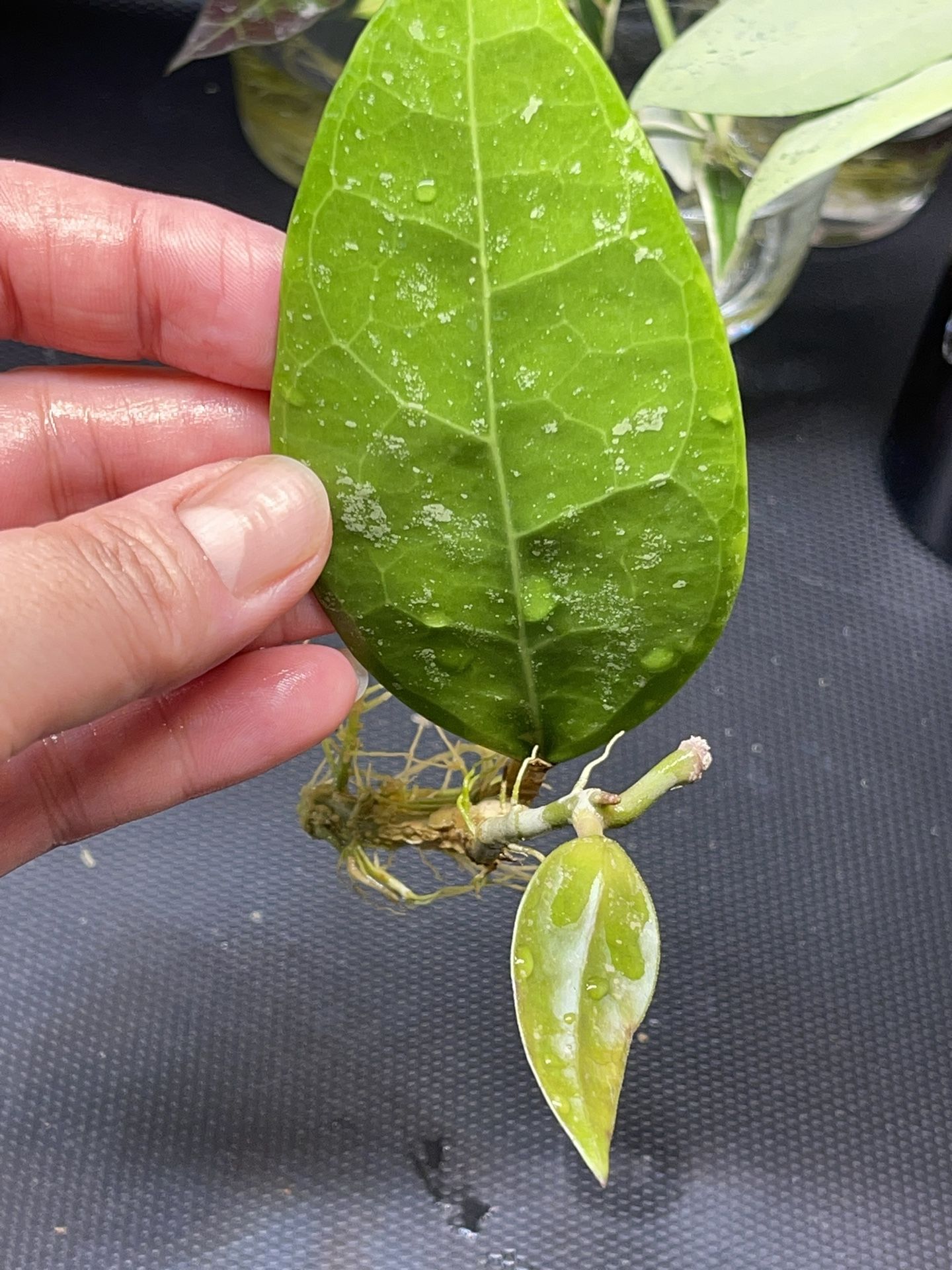 Hoya RHM 14-1