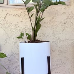 Indoor House Plant Zummiocalcus For sale! 