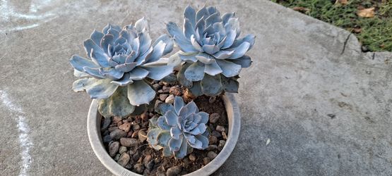 succulent plant