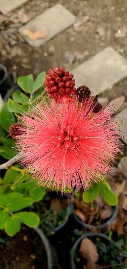 # 29 Red powderpuff Plant 5 gallon 6feet Tall