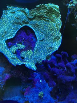 Coral Frags