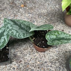 Silver Pothos (Scindapsus pictus)