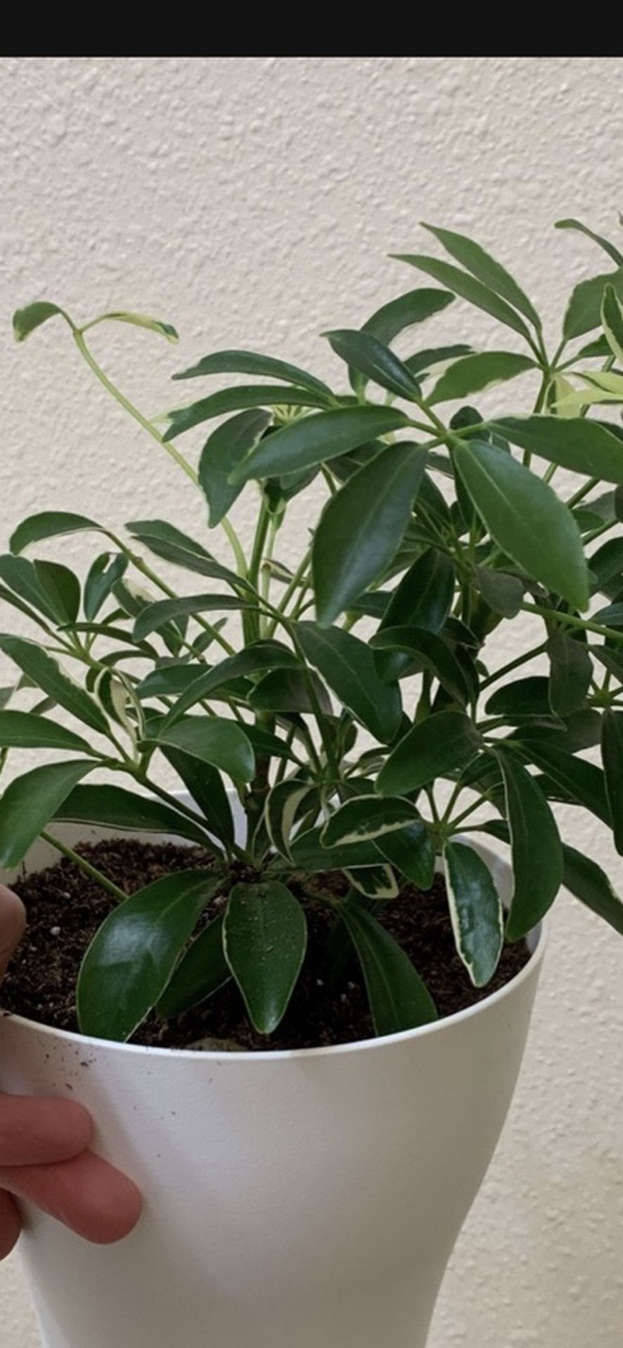 Variegated Umbrella Plant