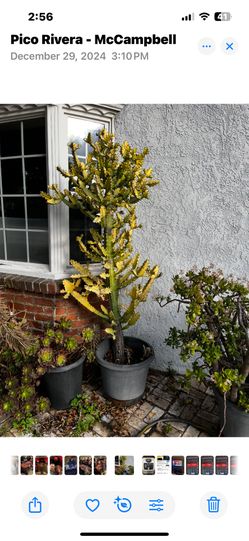 Candelabra Cactus 7ft