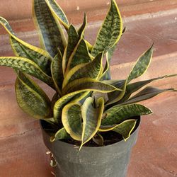 Snake Plant