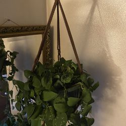 Beautiful Hanging Plant