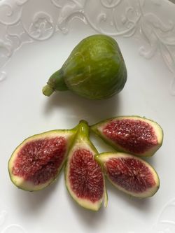 Adriatic fig plant tree for sale