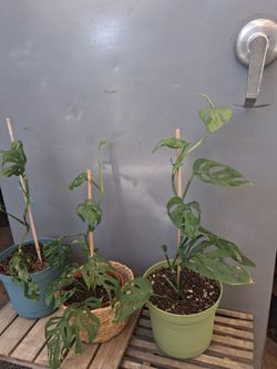 Monstera Adansonii 