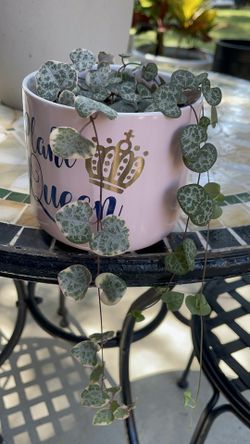 Ceropegia Woodii VSOH