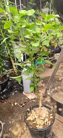 Chile plant