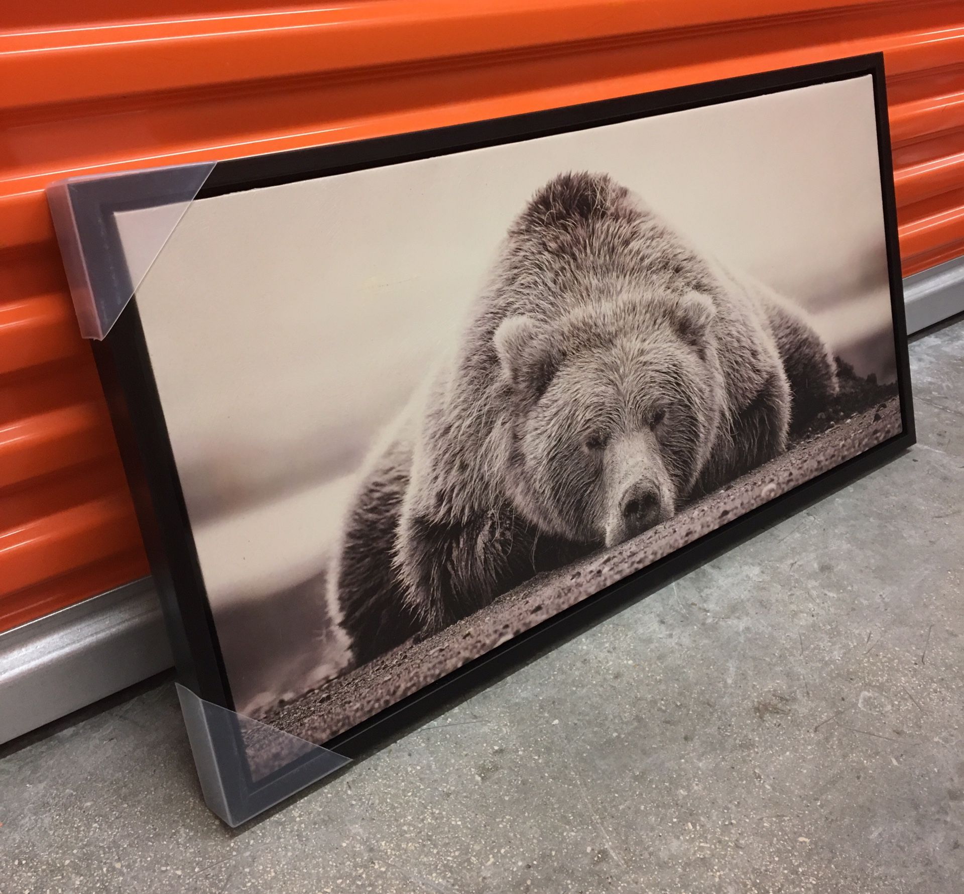 ‘Sleeping Grizzly Bear’ (Black and White) Framed Canvas Wall Decor (34”W x 17”H)(Brand New)