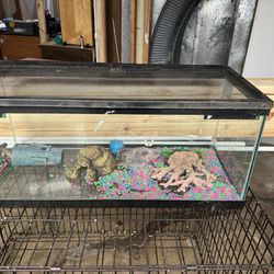 Reptile/ Fish Tank