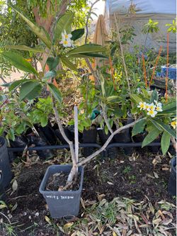 Celadine potted Plumeria large