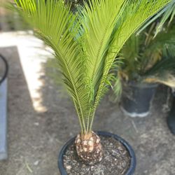Gorgeous Sago Palm For Sale