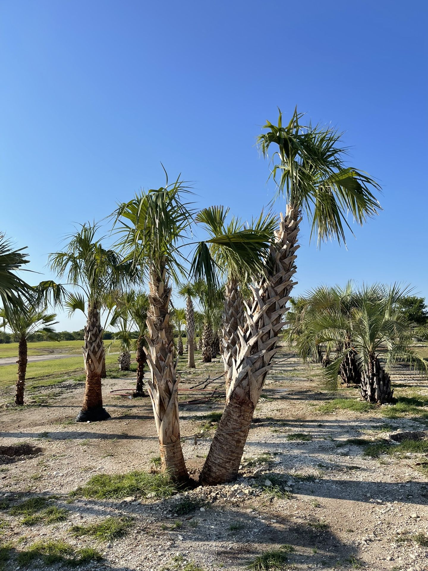 Double Trunk Florida Sabal Palm Tree
