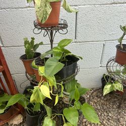 Plants for sale  Small 5 Each 