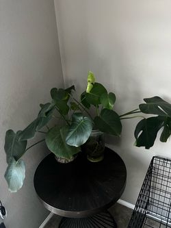 Monstera Deliciosa Plants