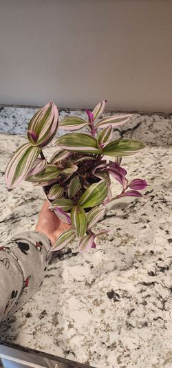 Pink Tradescantia