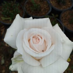 Variedad De Plantas $15.dls