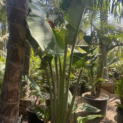 Travelers Palm