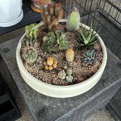 Potted Cactus 