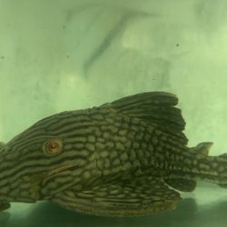 L-330 Watermelon Pleco