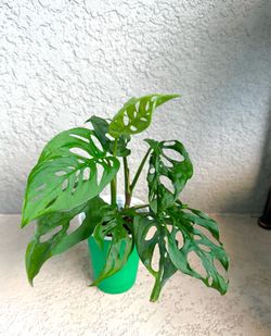 Monstera  adansonii  plant
