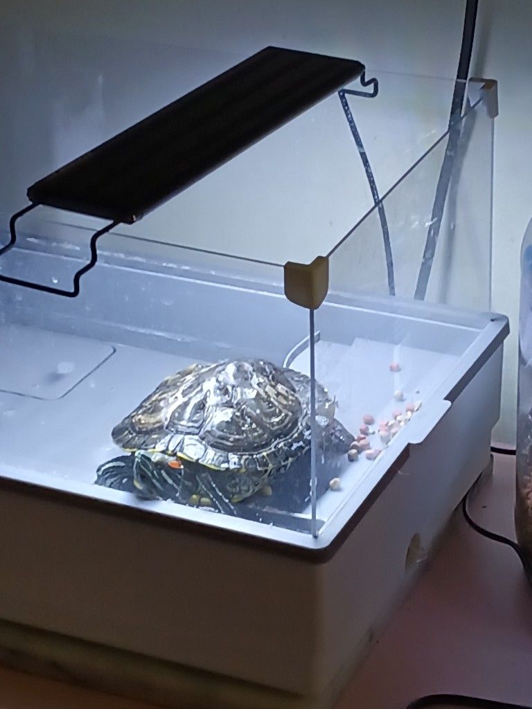 Red Ear Slider Turtle