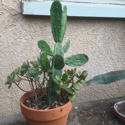 Succulent Cactus Pot