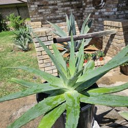 Huge Aloe Vera/ Savila Enorme