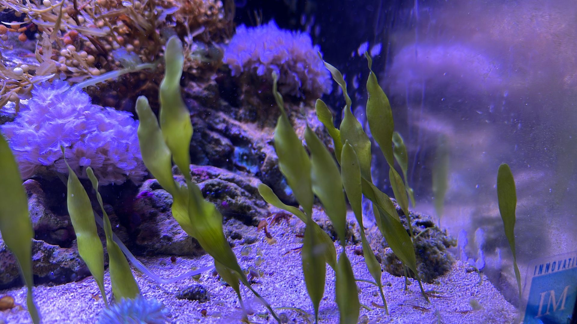 Caulerpa Prolifera Macro algae