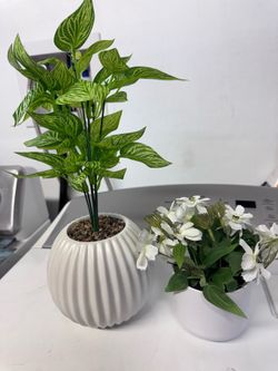 Plants